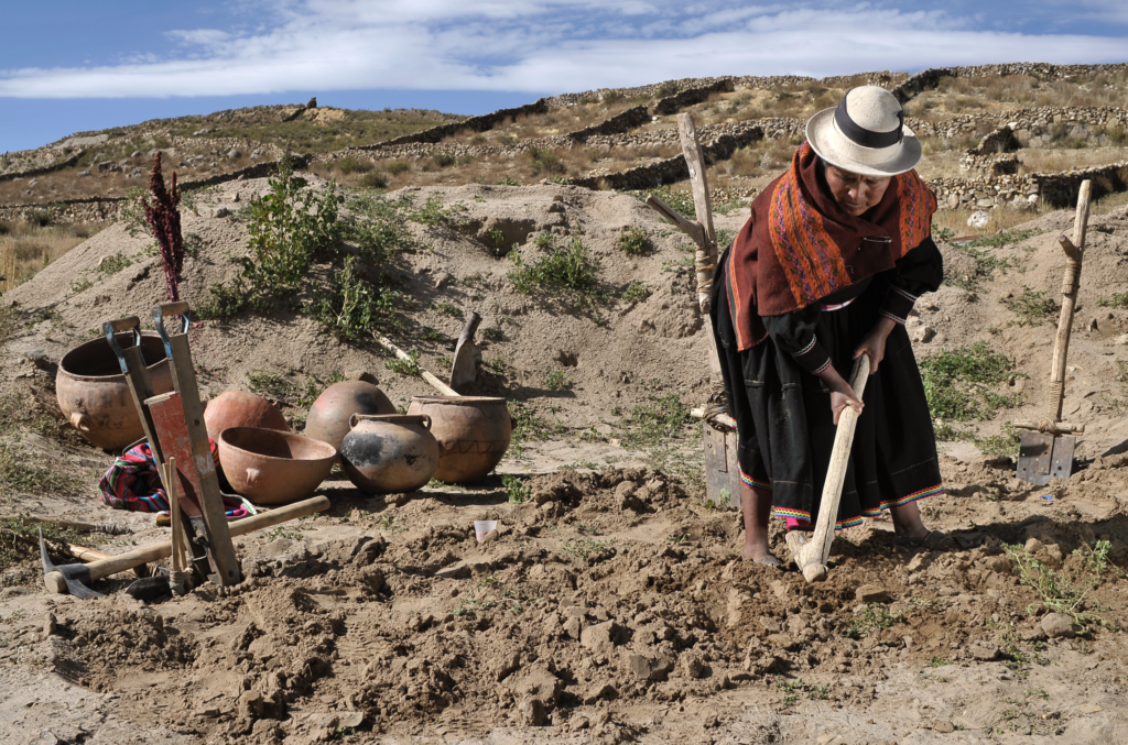 Antes de 2004, la producción de quinua en el Altiplano Sur seguía prácticas tradicionales. Los agricultores sembraban la quinua a mano en laderas para proteger los cultivos de las heladas. La producción se limitaba a pequeñas parcelas de tierra, generalmente alrededor de 1 hectárea o 2.47 acres, y estaba destinada principalmente a la agricultura de subsistencia. Se empleaban métodos de agricultura orgánica, sin utilizar insumos sintéticos, y las parcelas de tierra estaban protegidas con cercas de piedra. Sin embargo, después de 2004, el calentamiento global creó condiciones favorables para que la quinua creciera en las tierras planas, lo que provocó un cambio significativo en las áreas de producción. Las explotaciones agrícolas se ampliaron, alcanzando entre 5 y 50 hectáreas (12 a 124 acres), y se consolidó la agricultura comercial. Los tractores y la labranza con disco se volvieron comunes, reemplazando los métodos tradicionales de siembra a mano. Desafortunadamente, esta transición también resultó en una reducción de los terrenos de pastoreo para llamas, una disminución en la población de llamas y una mayor dependencia de pesticidas y fertilizantes sintéticos importados.